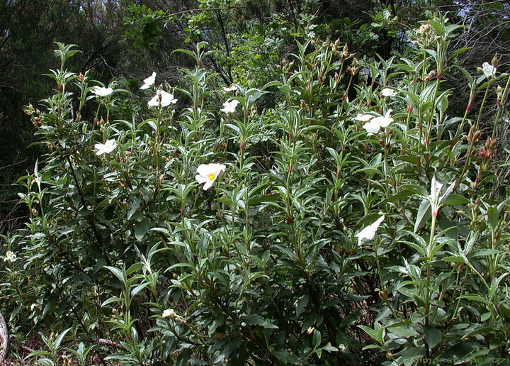 Cistus laurifolius / Cisto maggiore